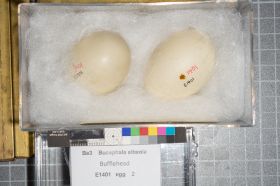 Image representing Bucephala albeola.