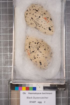 Image representing Haematopus bachmani.