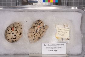 Image representing Haematopus bachmani.