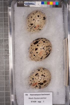 Image representing Haematopus bachmani.