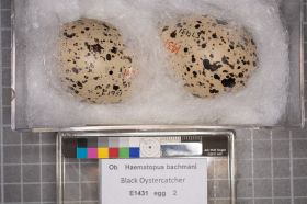 Image representing Haematopus bachmani.