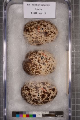 Image representing Pandion haliaetus.