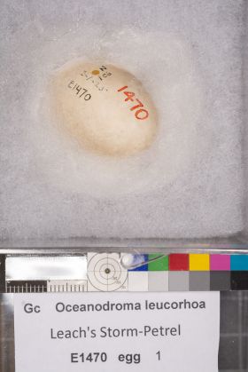 Image representing Hydrobates leucorhous.