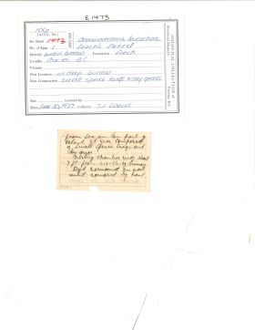 Image representing Hydrobates leucorhous.