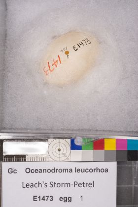 Image representing Hydrobates leucorhous.