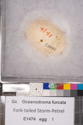 Image representing Hydrobates furcatus.