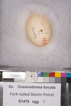 Image representing Hydrobates furcatus.