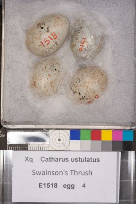 Image representing Catharus ustulatus.