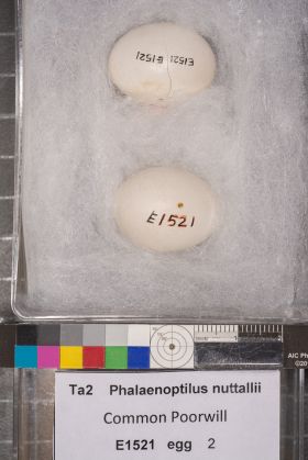 Image representing Phalaenoptilus nuttallii.