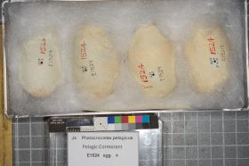 Image representing Phalacrocorax pelagicus.