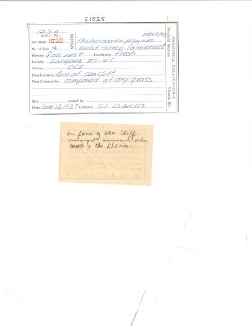 Image representing Phalacrocorax pelagicus.