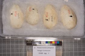 Image representing Phalacrocorax pelagicus.