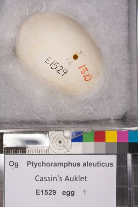 Image representing Ptychoramphus aleuticus.