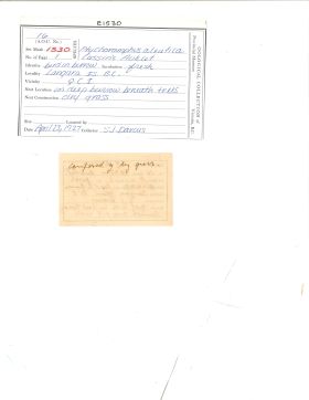 Image representing Ptychoramphus aleuticus.