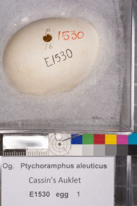 Image representing Ptychoramphus aleuticus.