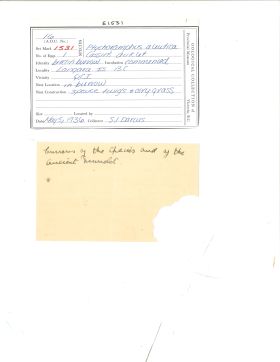 Image representing Ptychoramphus aleuticus.