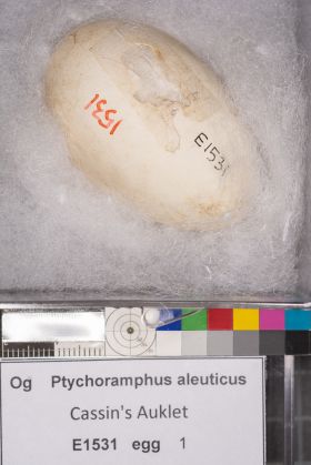 Image representing Ptychoramphus aleuticus.