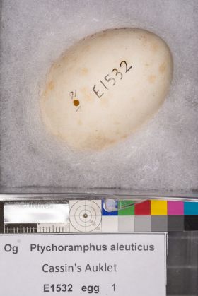 Image representing Ptychoramphus aleuticus.