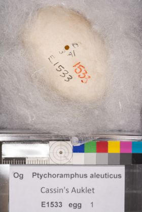 Image representing Ptychoramphus aleuticus.