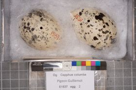 Image representing Cepphus columba.