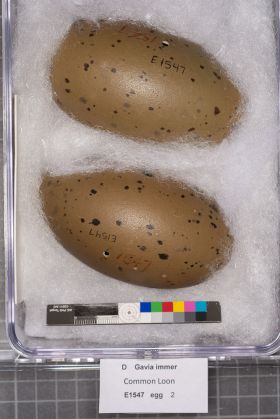 Image representing Gavia immer.