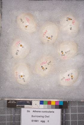 Image representing Athene cunicularia.