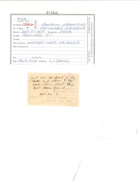 Image représentant Agelaius phoeniceus
