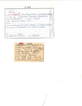 Image représentant Xanthocephalus xanthocephalus