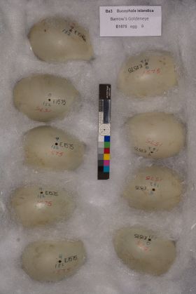 Image representing Bucephala islandica.