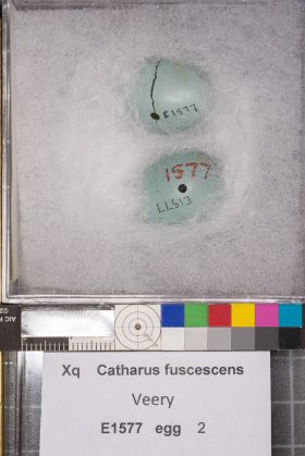 Image representing Catharus fuscescens.