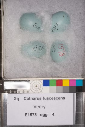 Image representing Catharus fuscescens.