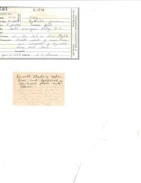 Image representing Catharus fuscescens.