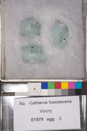 Image representing Catharus fuscescens.