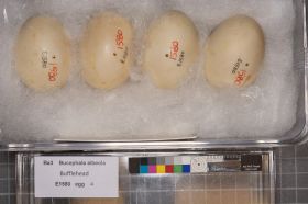 Image representing Bucephala albeola.