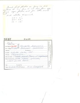 Image representing Spizella breweri.