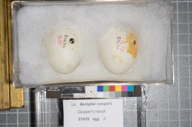 Image representing Accipiter cooperii.