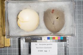 Image representing Accipiter gentilis.