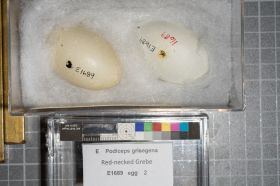 Image representing Podiceps grisegena.
