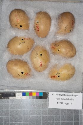 Image représentant Podilymbus podiceps