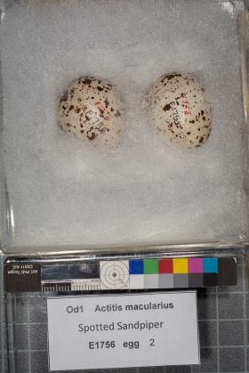 Image représentant Actitis macularius