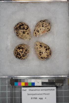 Image représentant Charadrius semipalmatus