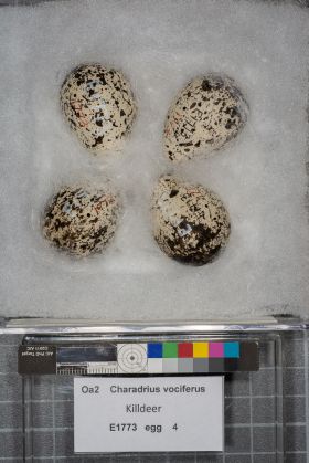Image représentant Charadrius vociferus