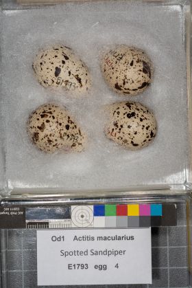 Image représentant Actitis macularius