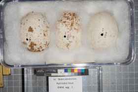 Image representing Buteo jamaicensis.