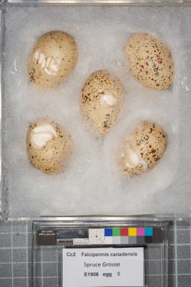 Image representing Falcipennis canadensis.