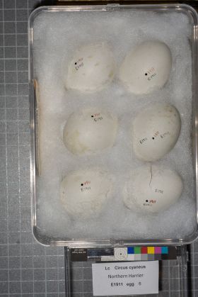 Image representing Circus hudsonius.