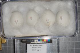 Image representing Accipiter cooperii.