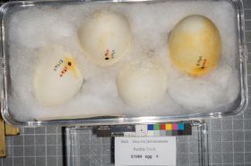 Image representing Oxyura jamaicensis.