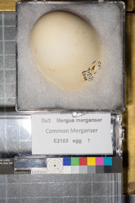 Image representing Mergus merganser.