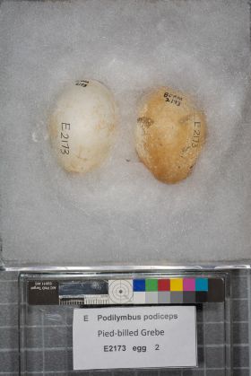 Image representing Podilymbus podiceps.